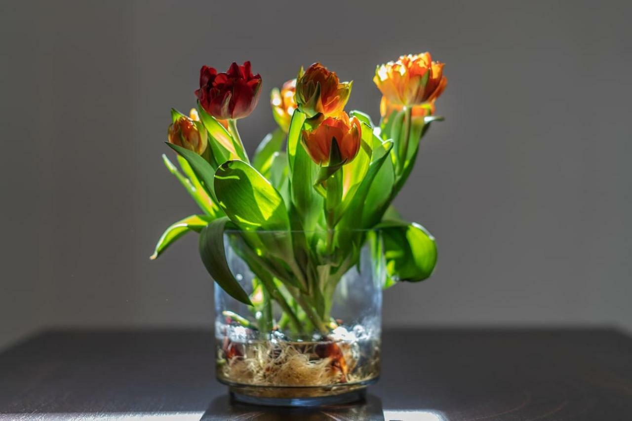 Il Tulipano - Appartamento Al Centro Di Vico Equense Dış mekan fotoğraf